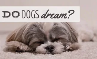 Maltese sleeping on carpet dreaming (Caption: Do Dogs Dream?)