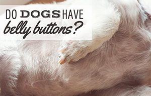 What Is Your Dog Breeds Average Neck Size And Weight