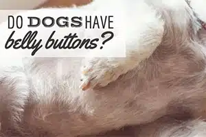 dog's belly (Caption: Do Dogs Have Belly Buttons?)