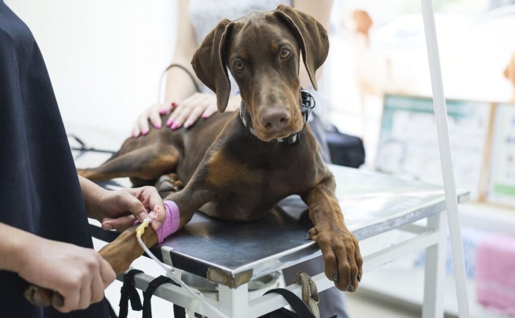 Doberman at the vet getting examined.