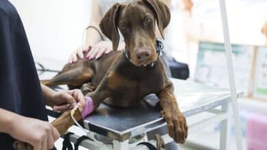 Doberman at the vet getting examined.