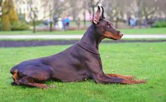 Doberman Pinscher with a docked tail laying in grass
