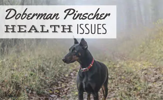 Doberman Pinscher in field (Caption: Doberman Pinscher Health Issues)