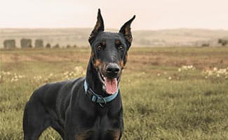 Doberman Pinscher in field