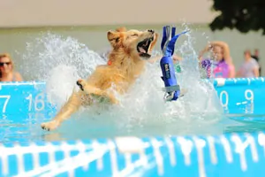 Dog jumping in water catching toy in mouth