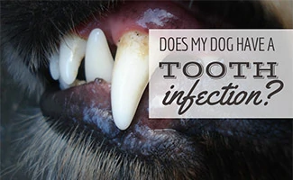 what do i do if my dog has a loose tooth