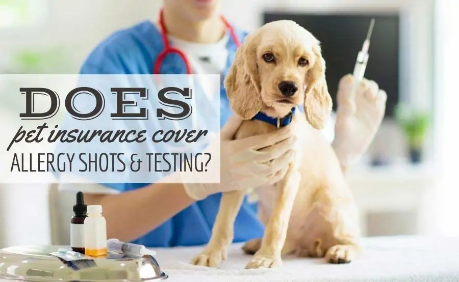 Does Pet Insurance Cover Allergy Shots & Testing? - Canine Journal