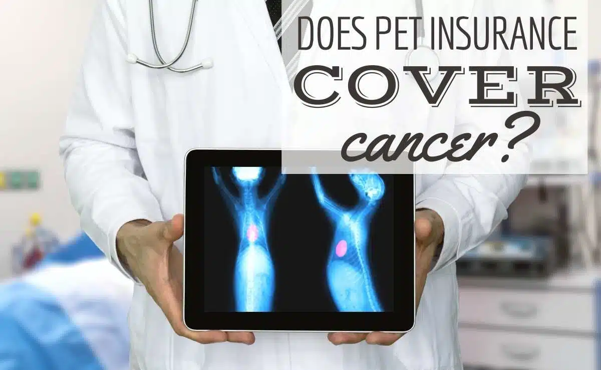 Vet holding iPad with xray of dog with tumor on it (Caption: Does Pet Insurance Cover Cancer?)