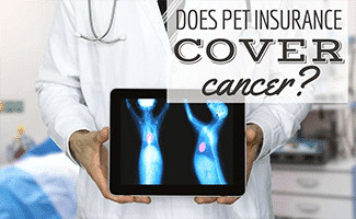 Vet holding iPad with x-ray of dog tumor (Caption: Does Pet Insurance Cover Cancer?)