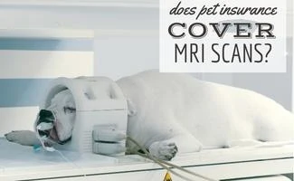 Scanning dog head in MRI machine (Caption: Does Pet Insurance Cover MRI Scans?)