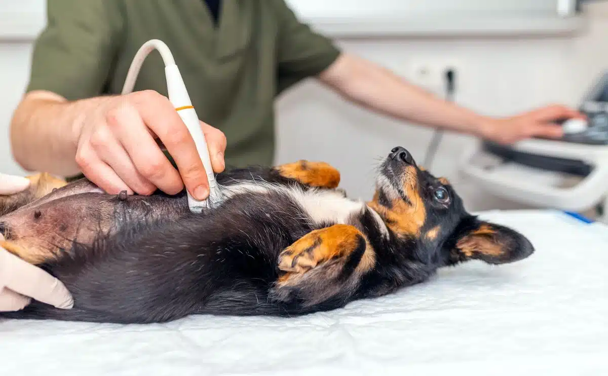 Dog having ultrasound scan in vet office