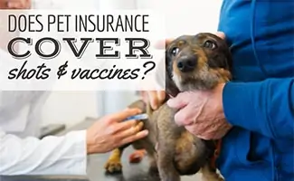 Does Pet Insurance Cover Shots & Vaccines? - Canine Journal