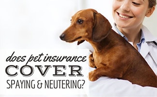 Vet holding dog (Caption: Does Pet Insurance Cover Spaying & Neutering?)