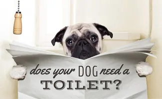 how many times a day does dog need bathroom