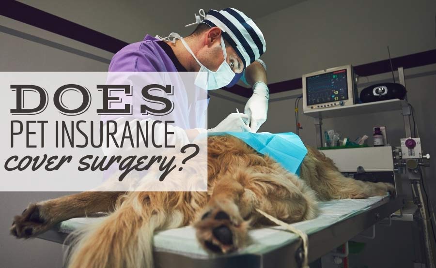 Large dog on operating table with vet performing surgery (Caption: Does Pet Insurance Cover Surgery?)