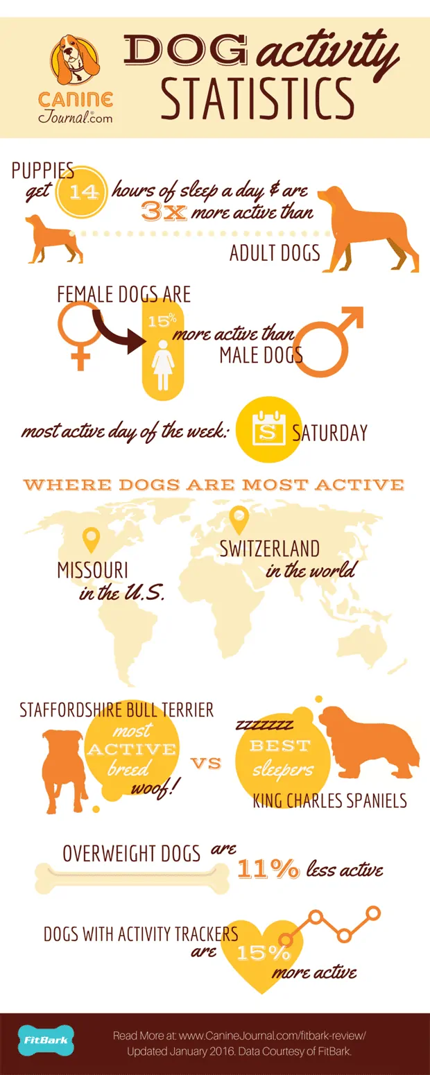 Infographic: Dog activity statistics