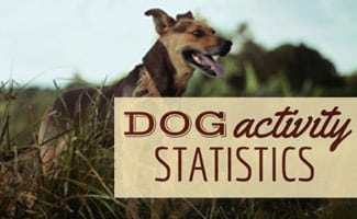 Dog in field (Caption: Dog Activity Statistics)