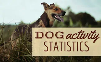 Dog in field (Caption: Dog Activity Statistics)