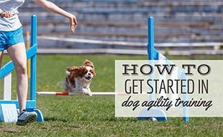 Cavalier King Charles Spaniel with handler jumping over hurdle in agility competition (Caption: How To Get Started In Dog Agility Training)