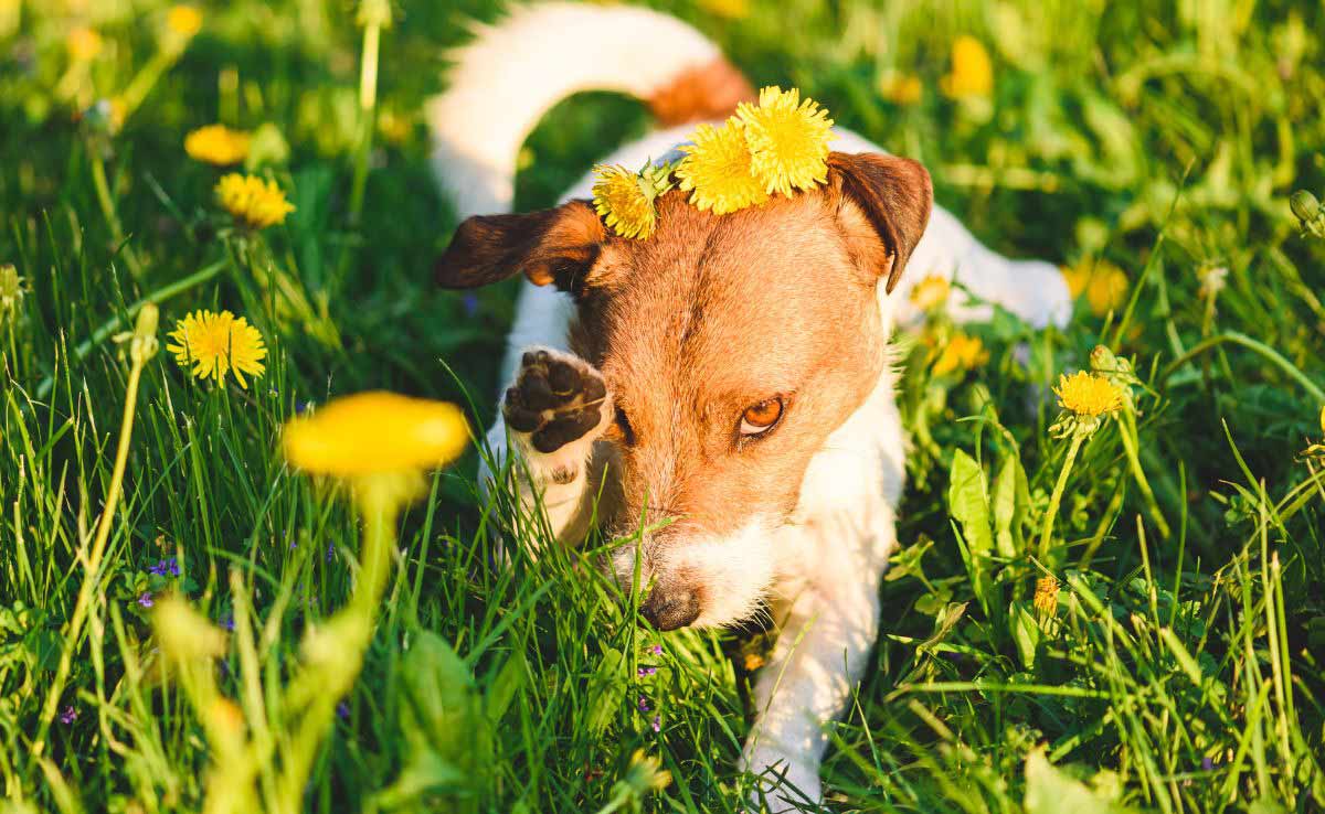 Allergy season concept with dog wiping out his eye from flower pollen