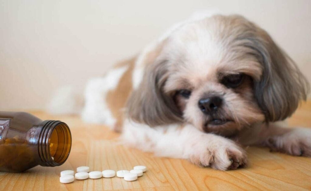 White medicine pills spilling out of bottle on wooden floor with blurred cute Shih tzu dog.