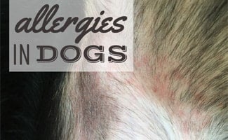 Dog Allergy Symptoms Watch For Scratching Caninejournal Com