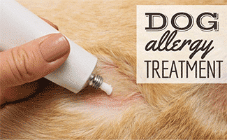 Hand close-up applies a cream on the dog's open purulent wound (Caption:Dog Allergy Treatment)