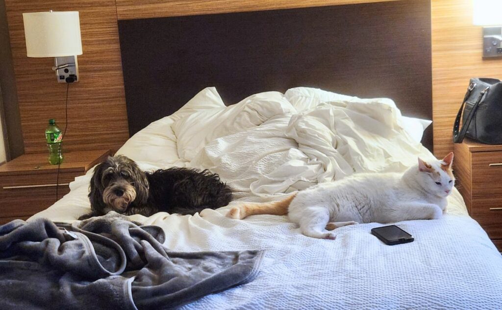 Dog and cat laying on hotel bed.