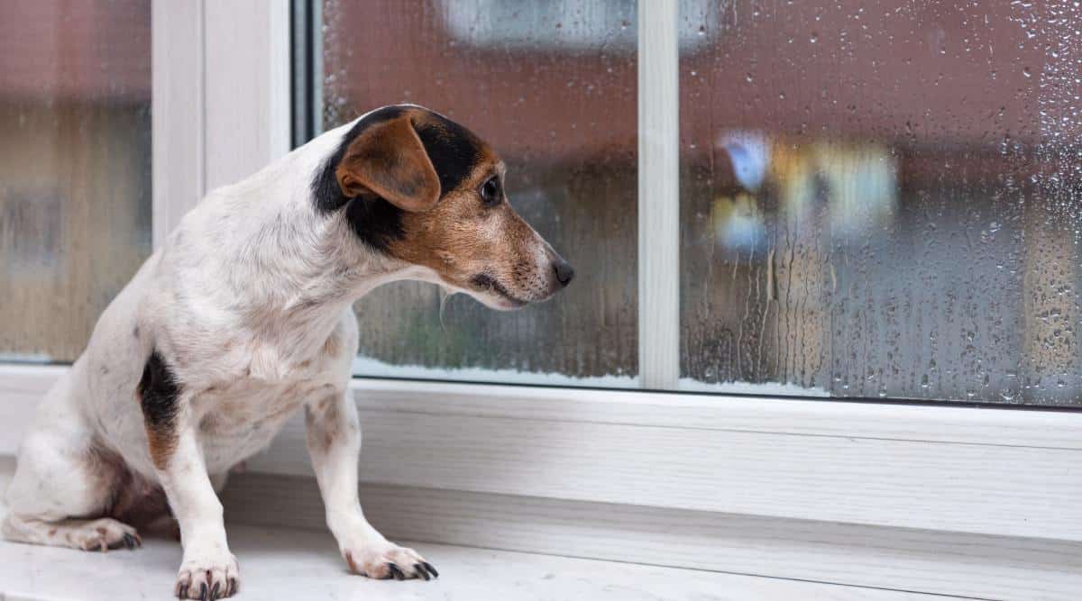 Small sad dog looking out the window with rain pouring down outside