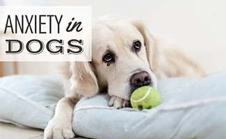 Lab laying on dog bed next to tennis ball looking sad (Caption: anxiety in dogs)