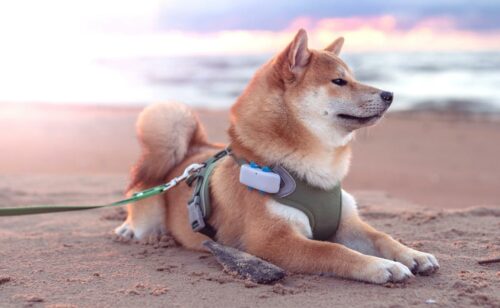 What Do Dogs See? Understanding Dog Vision vs Human Vision - Canine Journal