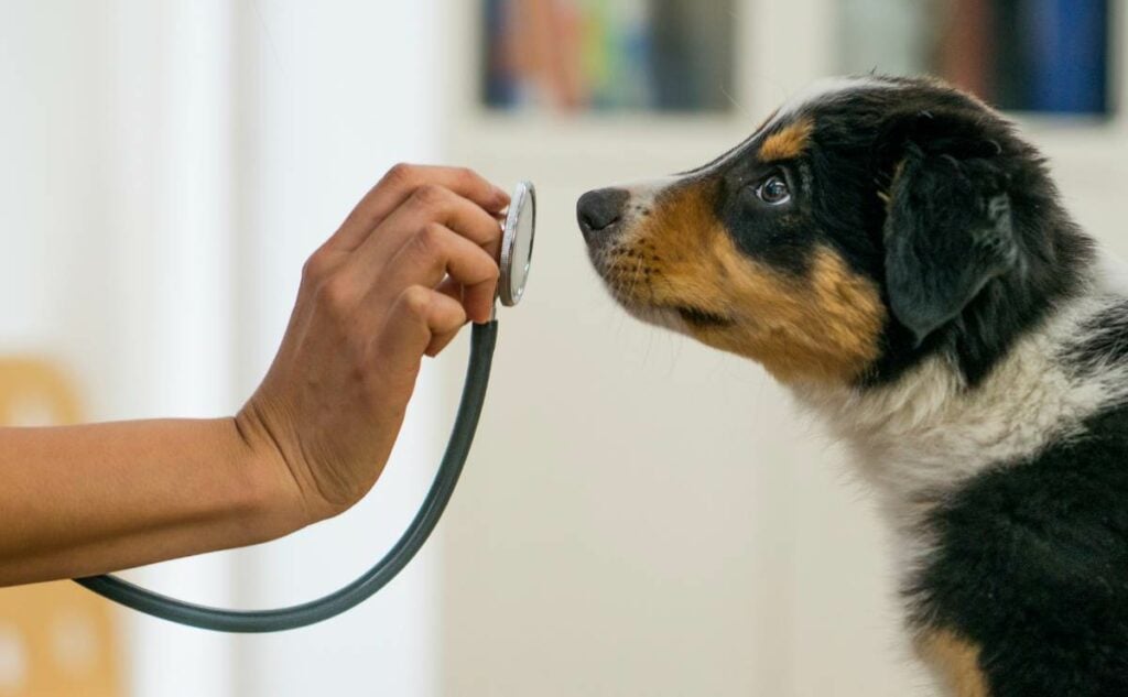 Dog at vet getting examined with stethescope.