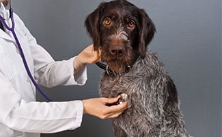 Dog at the vet getting checked up with stethoscope