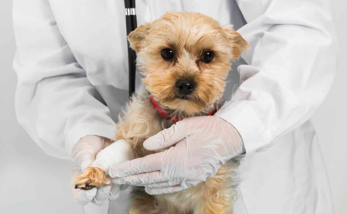 Dog at the vet with a hurt paw