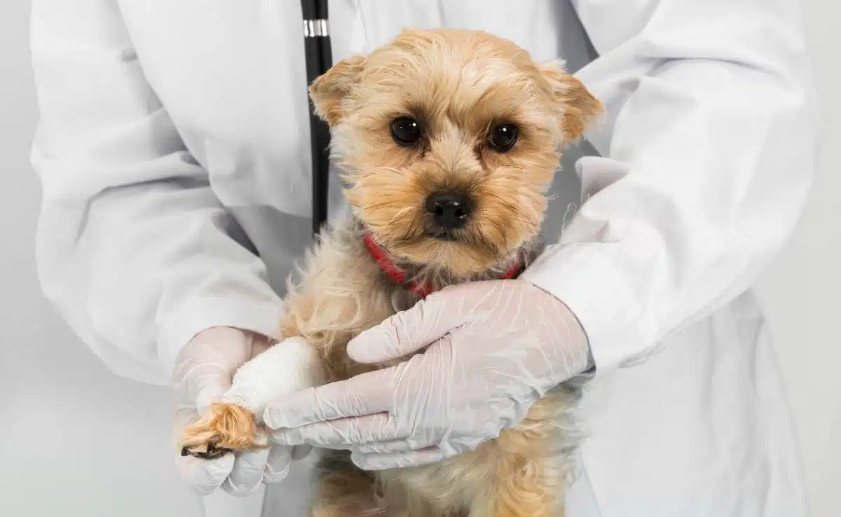 State Farm Pet Insurance Reviews: Are They There For Your Pet? State Farm Pet Insurance Reviews: Are They There For Your Pet?