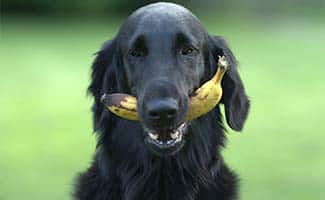 Dog with banana in mouth