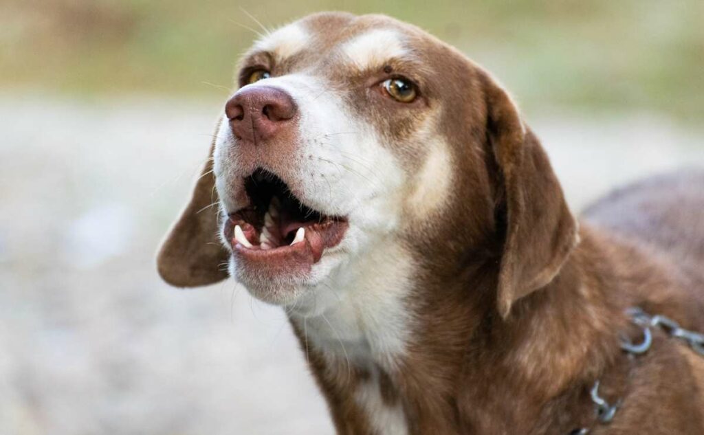 Dog barking with mouth open