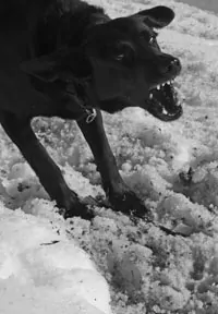 Dog barking with teeth in snow