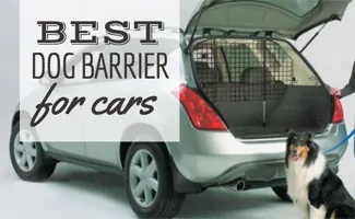 Dog outside car with dog barrier (caption: Best Dog Barrier For Cars)