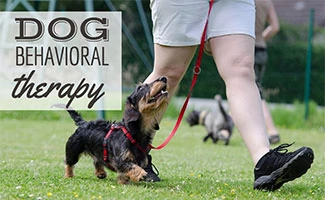 Dog behaviorist with black Dachshund on leash (caption: Dog Behavioral Therapy)