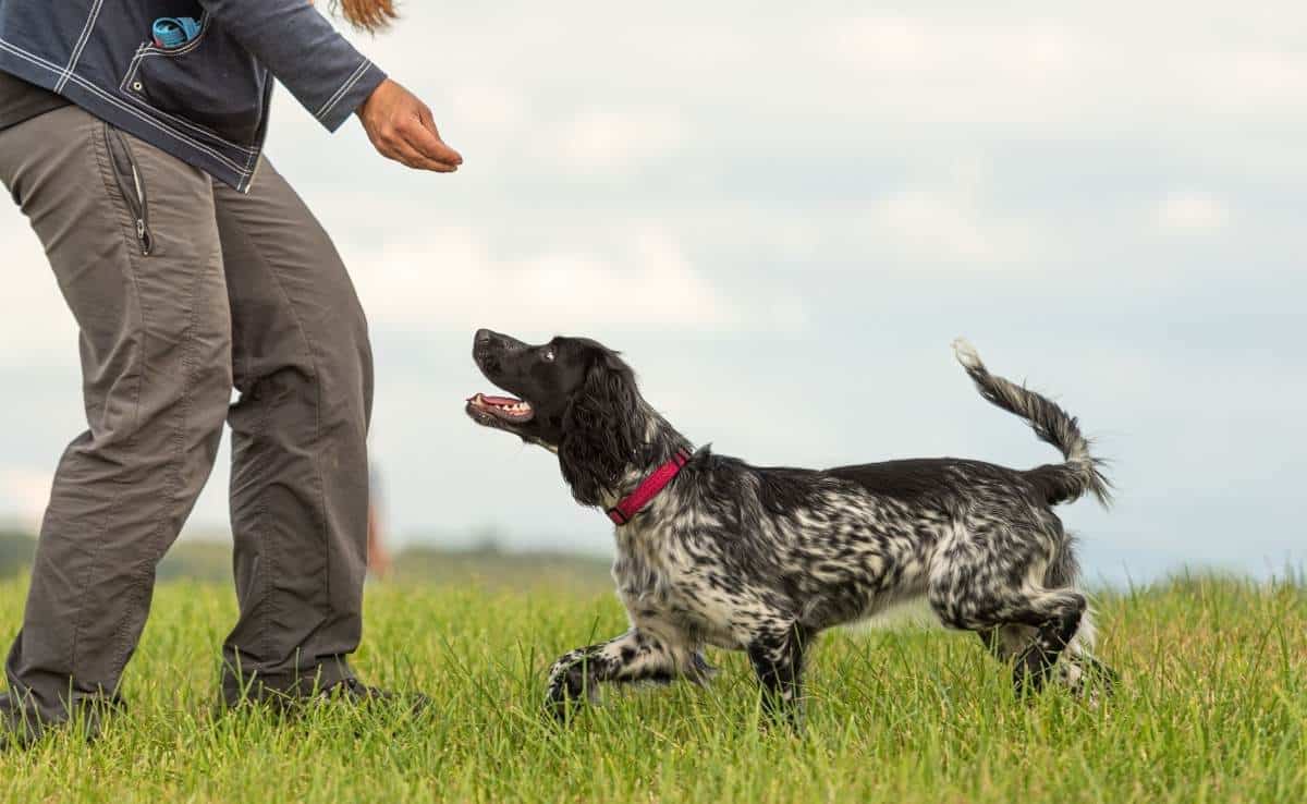 Common game with an obedient dog. Cocker Spaniel and dog owner