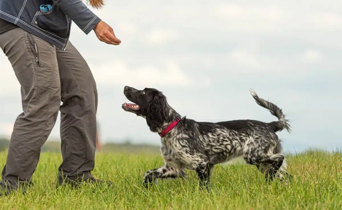 Common game with an obedient dog. Cocker Spaniel and dog owner