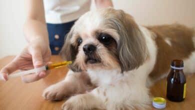 Dog being given oral syrup medication by human.