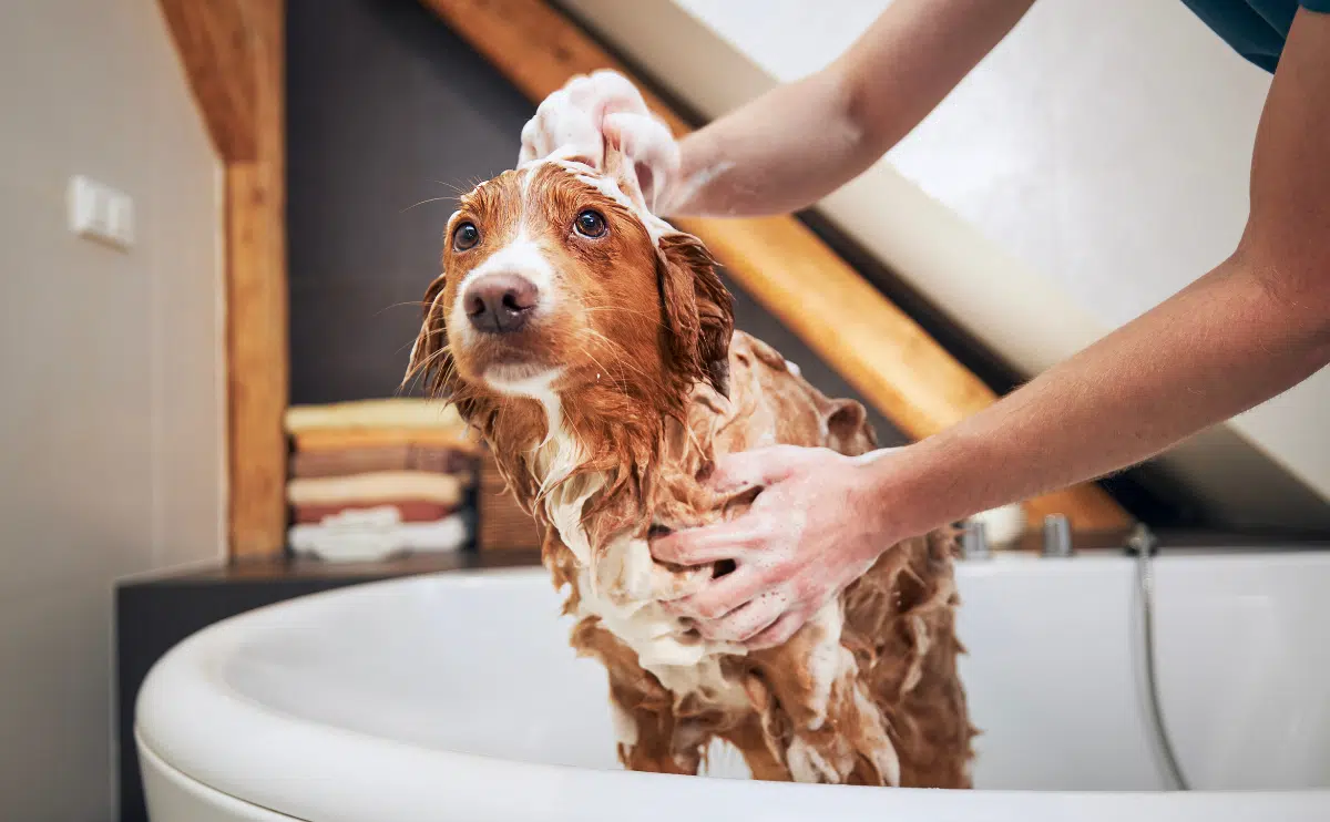 How Often Should You Bathe Your Dog? (Plus 8 Bathing Tips) How Often Should You Bathe Your Dog? (Plus 8 Bathing Tips)