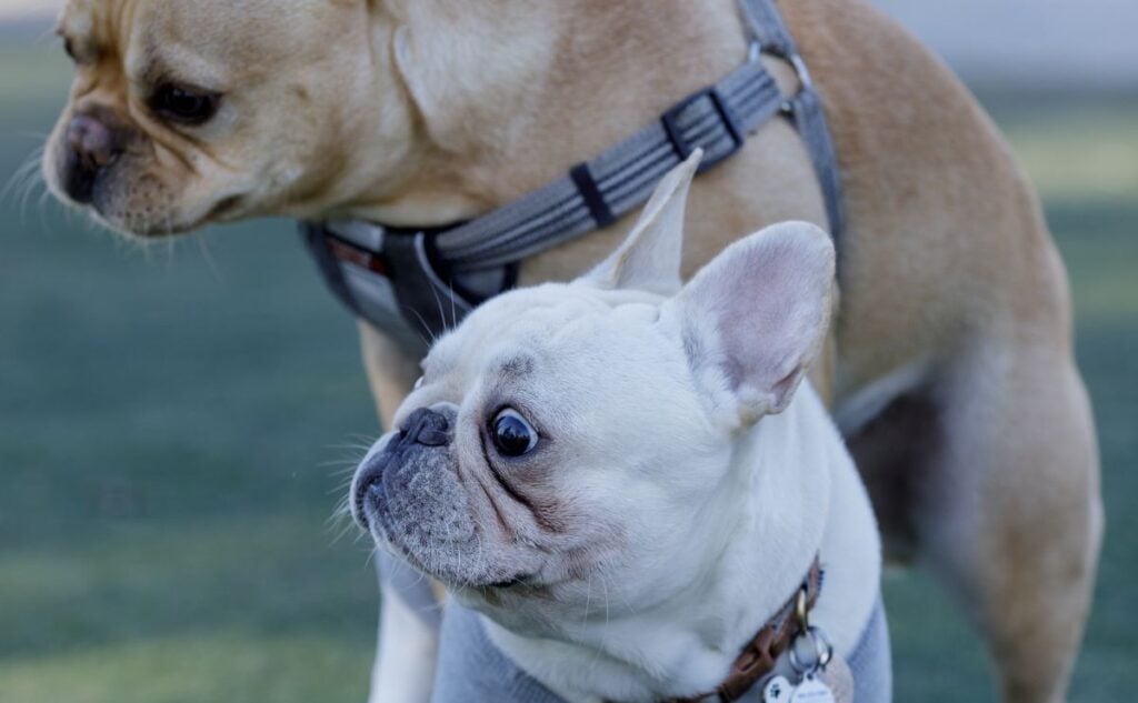 Dog being mounted by a dog.