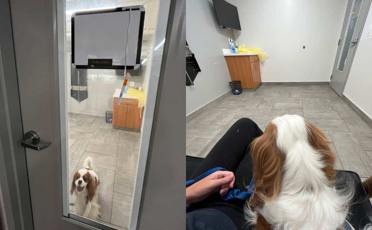 dog being quarantined with kennel cough at the vet