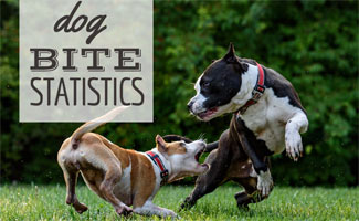 Two dogs playing (caption: Dog Bite Statistics)