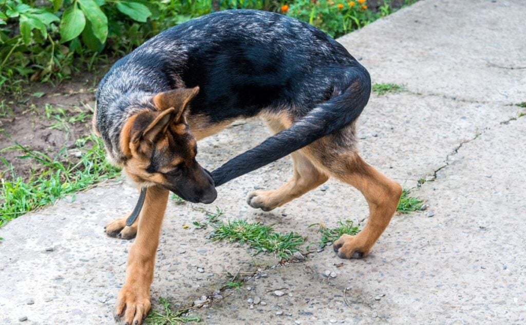 dog biting tail jpg