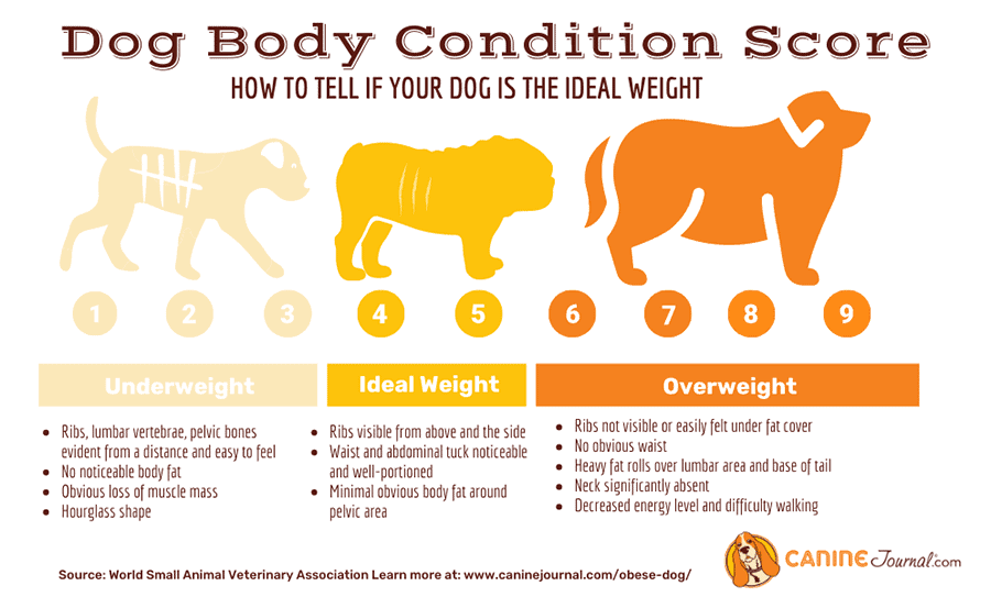 How Heavy Should My Dog Be? (Plus A Dog Weight Chart) - Canine Journal