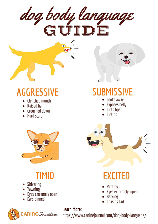 Emotions, body language and mood: how well do you know your dog?